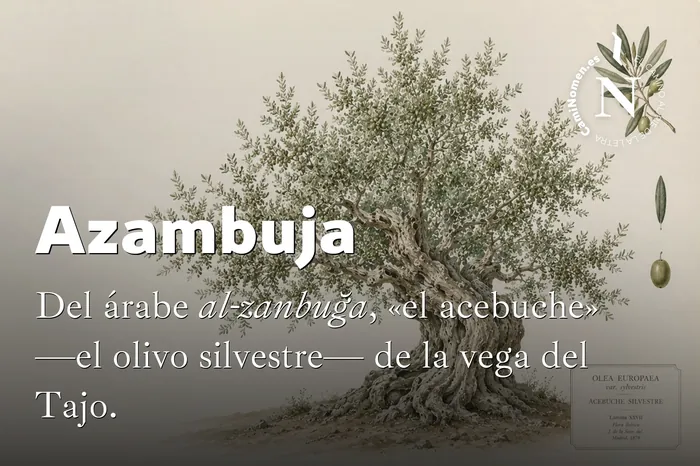 Azambuja, imagen para redes con su etimología.