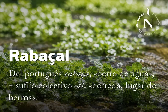 Rabaçal, imagen para redes con su etimología.